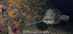 This opportunity came about on a dive at Aliwal Shoal at ... by Michael Hindley 